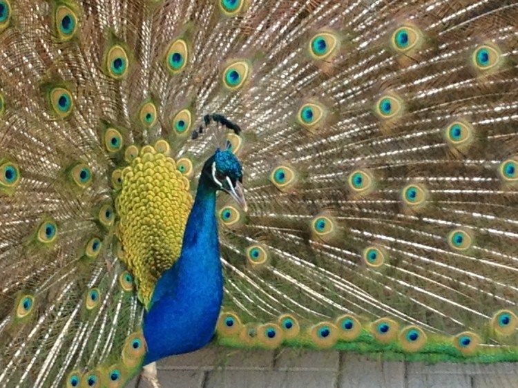 Not in the least distracting