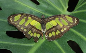 malachite butterfly