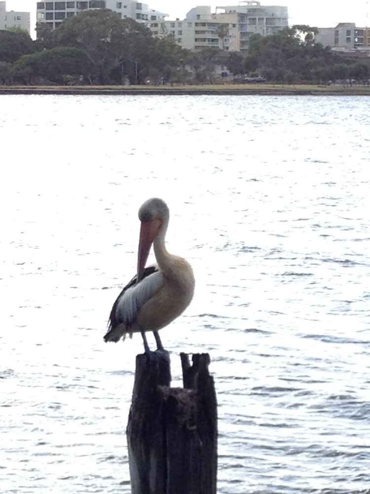 Pelican on jetty pylon