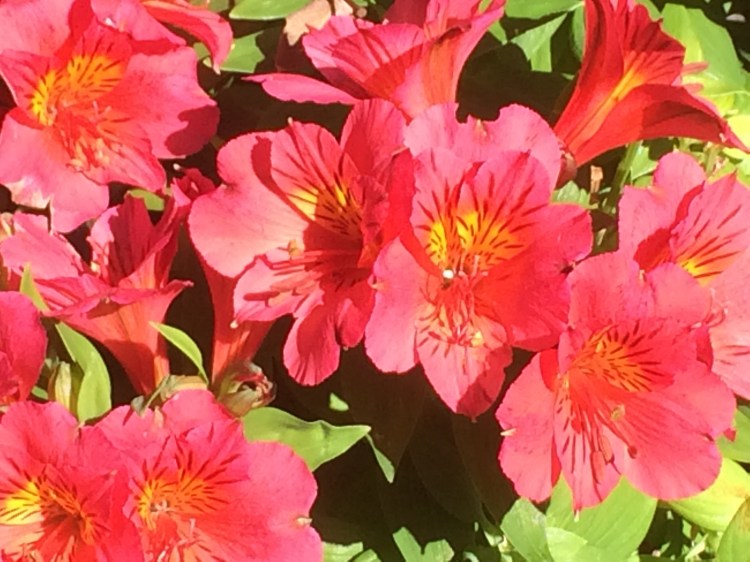 Random flowers from a sunny morning