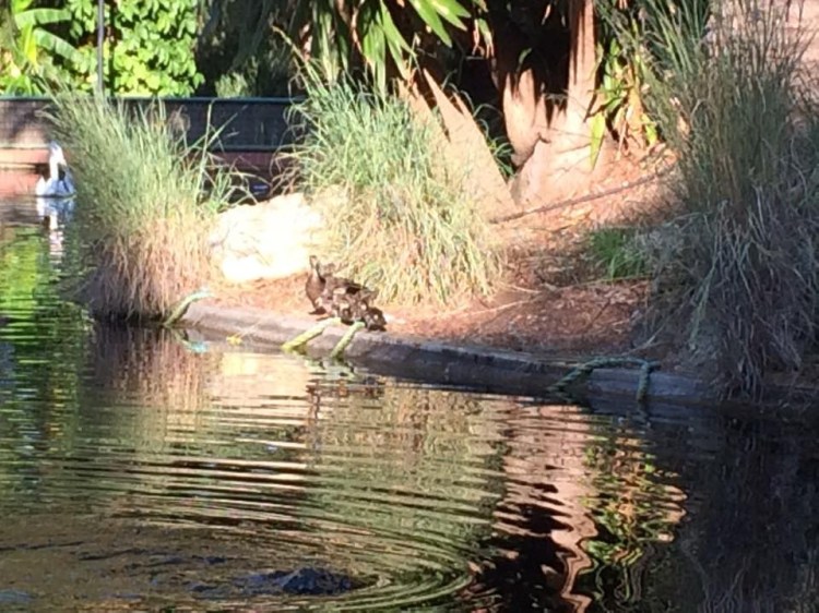 Distant shot of duck with four ducklings