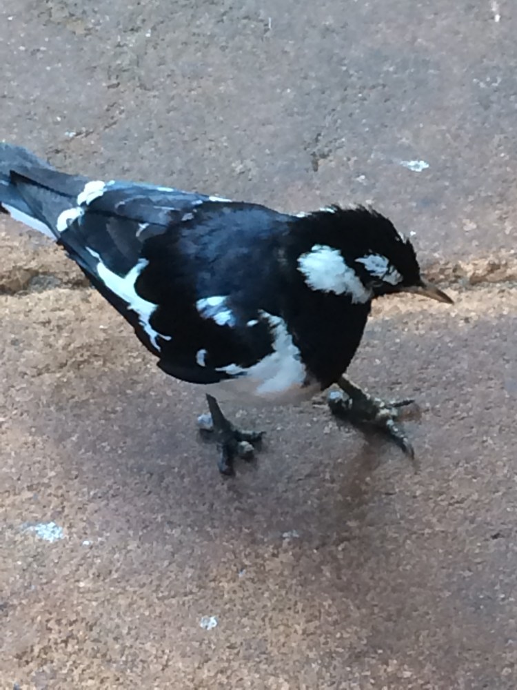 Black and white bird searching for crumbs