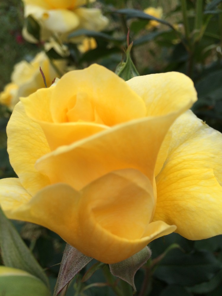 Yellow rose in mid-bloom