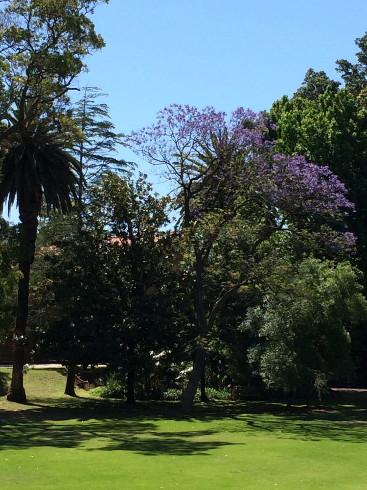 A blue sky behind a jacaranda