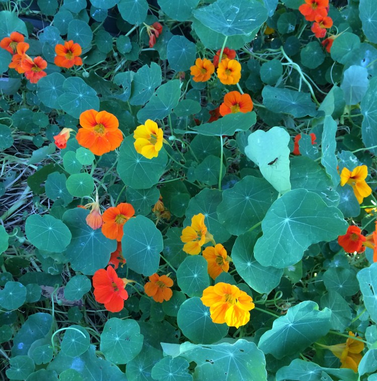Yellow, orange and red nasturtiums