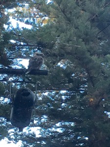 Kookaburra perched on lighting rig at Somerville