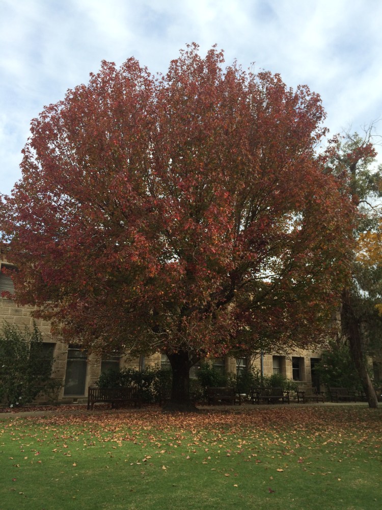 A tree in the Patricia Crawford Court last autumn